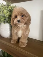 Ruffles, a male Cavapoo and Cockapoo for sale in Scottsdale, AZ – Photo 2 of 7