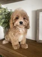 Ruffles, a male Cavapoo and Cockapoo for sale in Scottsdale, AZ – Photo 4 of 7