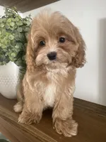 Ruffles, a male Cavapoo and Cockapoo for sale in Scottsdale, AZ – Photo 1 of 7