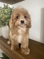 Ruffles, a male Cavapoo and Cockapoo for sale in Scottsdale, AZ – Photo 3 of 7