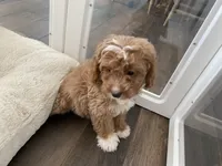 Rohan , a male Cavapoo and Cockapoo for sale in Scottsdale, AZ – 9 of 10