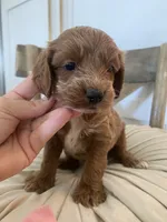 Stella, a female Miniature Goldendoodle for sale in Scottsdale, AZ – 3 of 4
