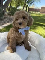 George, a male Miniature Goldendoodle for sale in Scottsdale, AZ – 2 of 8