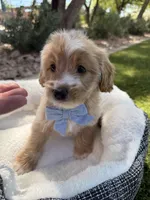 Henry, a male Miniature Goldendoodle for sale in Scottsdale, AZ – 6 of 8