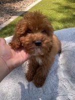 Ruby, a male Cavapoo for sale in Scottsdale, AZ – 2 of 6