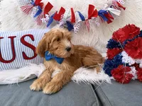 Bentley , a male Goldendoodle for sale in Scottsdale, AZ – 6 of 6