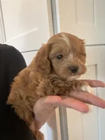 Maple, a female Maltipoo and Maltese for sale in Scottsdale, AZ – 2 of 3