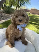 George, a male Miniature Goldendoodle for sale in Scottsdale, AZ – 5 of 8