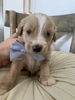 Henry, a male Miniature Goldendoodle for sale in Scottsdale, AZ – 6 of 9