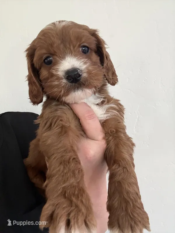 Rojo – Cavalier King Charles Spaniel, Miniature Goldendoodle puppy for sale in Scottsdale, AZ