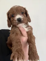 Rojo, a male Cavalier King Charles Spaniel and Miniature Goldendoodle for sale in Scottsdale, AZ – Photo 1 of 4