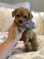Booker, a male Maltipoo and Maltese for sale in Scottsdale, AZ – 2 of 7