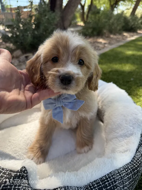 Henry – Miniature Goldendoodle puppy for sale in Scottsdale, AZ