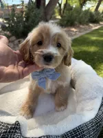 Henry, a male Miniature Goldendoodle for sale in Scottsdale, AZ – 1 of 8