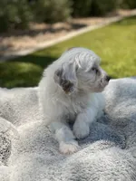 Jet , a male Cockapoo for sale in Scottsdale, AZ – 6 of 7