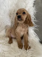 Sprout , a male Cockapoo and Cocker Spaniel for sale in Scottsdale, AZ – 5 of 10