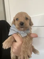 River, a male Miniature Goldendoodle for sale in Scottsdale, AZ – 2 of 5