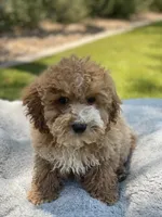 Josie, a female Cockapoo for sale in Scottsdale, AZ – 5 of 7