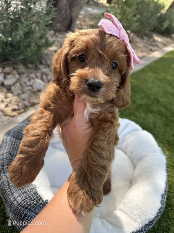 Stella – Miniature Goldendoodle puppy for sale in Scottsdale, AZ