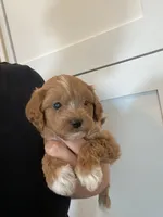 Maple, a female Maltipoo and Maltese for sale in Scottsdale, AZ – 3 of 3