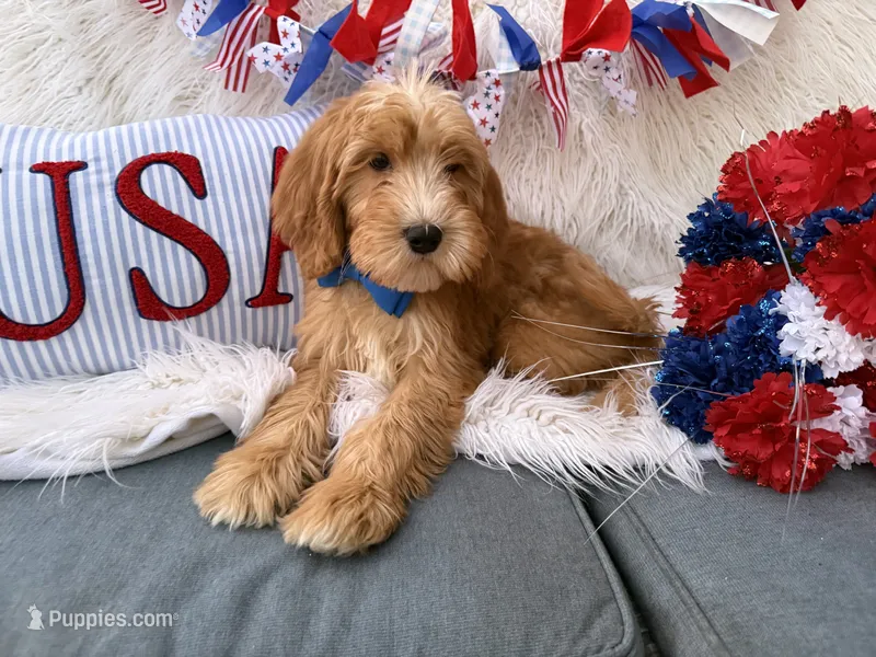 Bentley  – Goldendoodle puppy for sale in Scottsdale, AZ