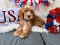 Bentley , a male Goldendoodle for sale in Scottsdale, AZ – 1 of 6