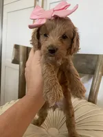 Hensley, a female Miniature Goldendoodle for sale in Scottsdale, AZ – 7 of 7