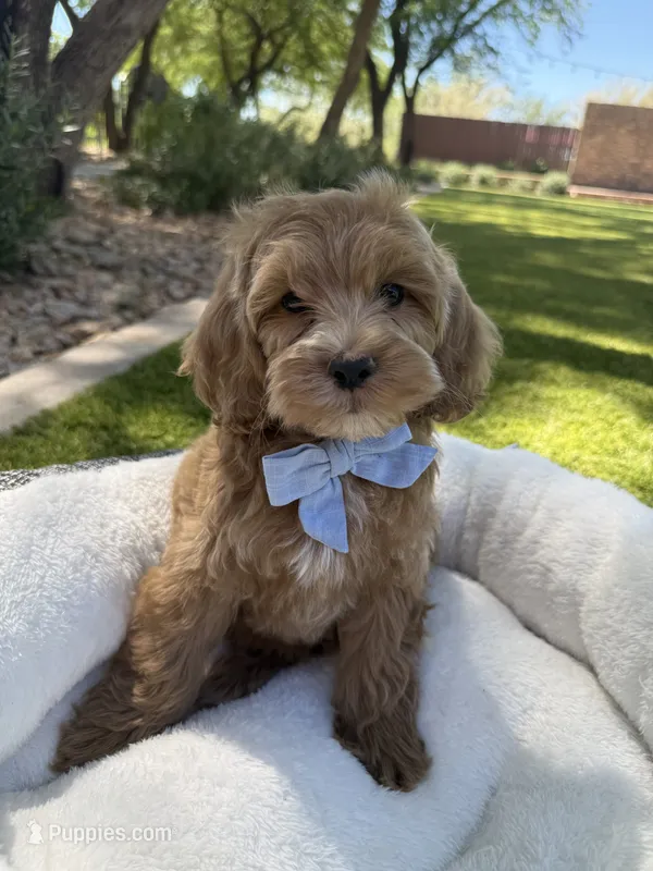 George – Miniature Goldendoodle puppy for sale in Scottsdale, AZ