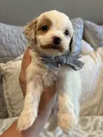 Stetson , a male Cavapoo and Cavalier King Charles Spaniel for sale in Scottsdale, AZ – 3 of 7