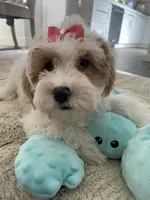 Millie , a female Cavapoo and Cockapoo for sale in Scottsdale, AZ – 2 of 7