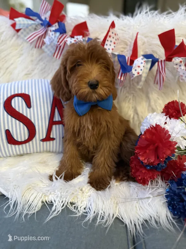 Bruno deep red  – Goldendoodle puppy for sale in Scottsdale, AZ