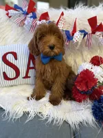 Bruno deep red , a male Goldendoodle for sale in Scottsdale, AZ – 1 of 6