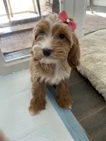 Rosie, a female Cavapoo and Cockapoo for sale in Scottsdale, AZ – 2 of 7