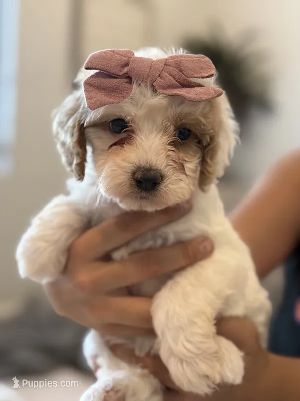 Josie – Cavapoo, Cockapoo puppy for sale in Scottsdale, AZ