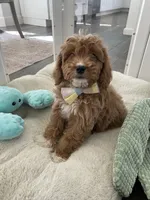 Rohan , a male Cavapoo and Cockapoo for sale in Scottsdale, AZ – 6 of 10