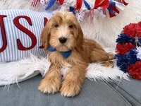 Bentley , a male Goldendoodle for sale in Scottsdale, AZ – 3 of 6