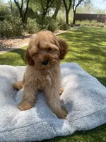 Teddy, a male Cavapoo for sale in Scottsdale, AZ – 7 of 8