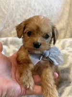 Booker, a male Maltipoo and Maltese for sale in Scottsdale, AZ – 4 of 7