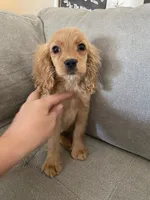 Sprout , a male Cockapoo and Cocker Spaniel for sale in Scottsdale, AZ – 8 of 10