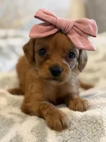 Harper, a female Cavapoo and Cavalier King Charles Spaniel for sale in Scottsdale, AZ – 5 of 6