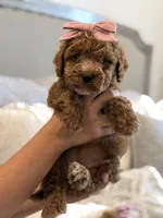 Rosie, a female Cavapoo and Cockapoo for sale in Scottsdale, AZ – 4 of 8
