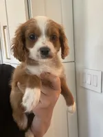 Charlie, a male Cavapoo and Cavalier King Charles Spaniel for sale in Scottsdale, AZ – 3 of 3