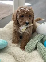 Rohan , a male Cavapoo and Cockapoo for sale in Scottsdale, AZ – 2 of 10