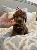 Rosie, a female Cavapoo and Cockapoo for sale in Scottsdale, AZ – 6 of 8