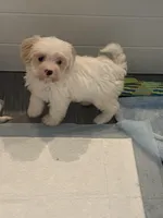 Nicholas (tcup), a male Maltipoo for sale in Scottsdale, AZ – Photo 2 of 5