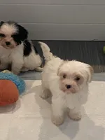 Nicholas (tcup), a male Maltipoo for sale in Scottsdale, AZ – Photo 3 of 5