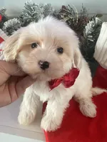 Nicholas (tcup), a male Maltipoo for sale in Scottsdale, AZ – Photo 5 of 5