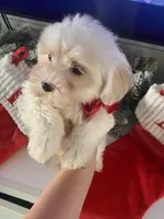 Nicholas (tcup), a male Maltipoo for sale in Scottsdale, AZ – Photo 1 of 5