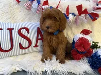 Bruno deep red , a male Goldendoodle for sale in Scottsdale, AZ – 2 of 6