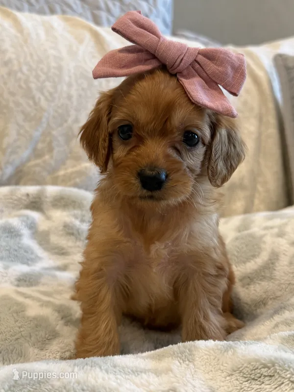 Scarlet  – Cavapoo, Cavalier King Charles Spaniel puppy for sale in Scottsdale, AZ